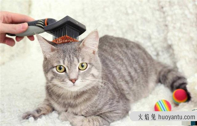 猫咪品种(猫咪品种大全及图片)