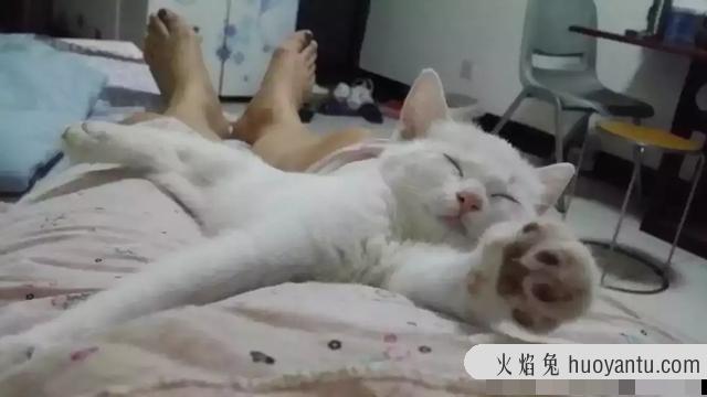 猫咪绝育要恢复多久(猫咪绝育需要多久恢复)