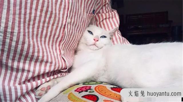 猫咪绝育要恢复多久(猫咪绝育需要多久恢复)