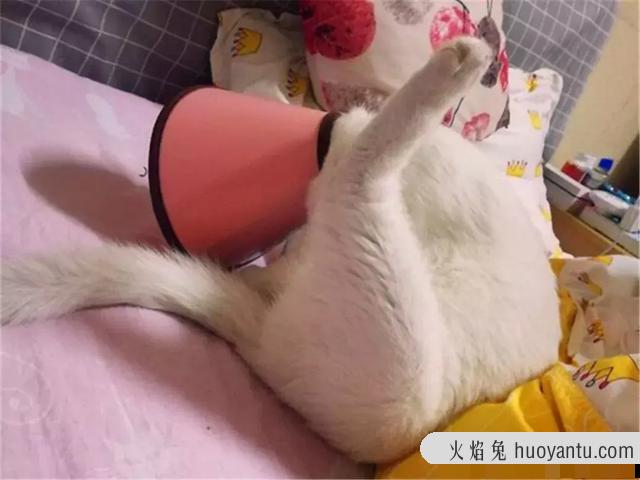 猫咪绝育要恢复多久(猫咪绝育需要多久恢复)