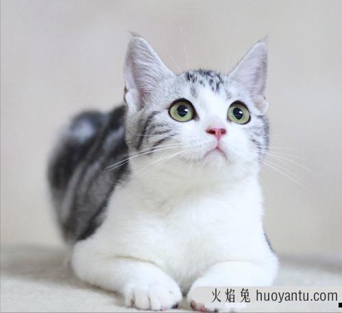 短毛猫的特征(短毛猫有什么特点)