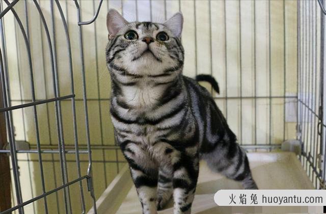 短毛猫的特征(短毛猫有什么特点)