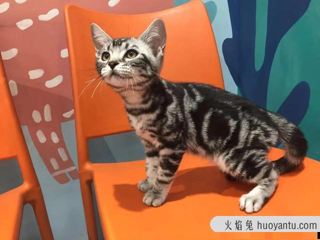 小猫什么时候断奶(小猫什么时候断奶,开始喂食)