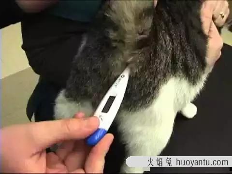 猫发烧的症状有哪些?(猫发情的症状有哪些?)