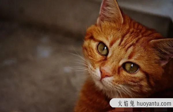 猫可以吃虾吗(猫可以吃虾壳吗)