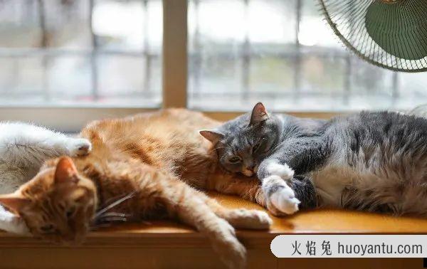 猫可以吃虾吗(猫可以吃虾壳吗)