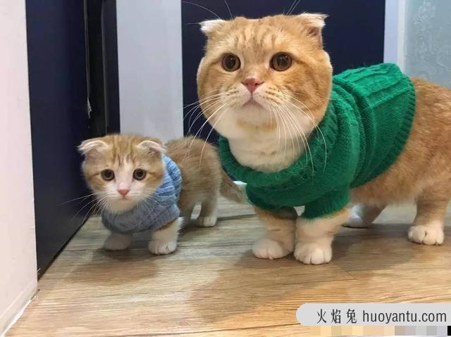 猫咪几个月算成猫 猫几个月算成年