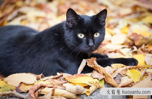 猫交配需要多久(猫配对需要多长时间)