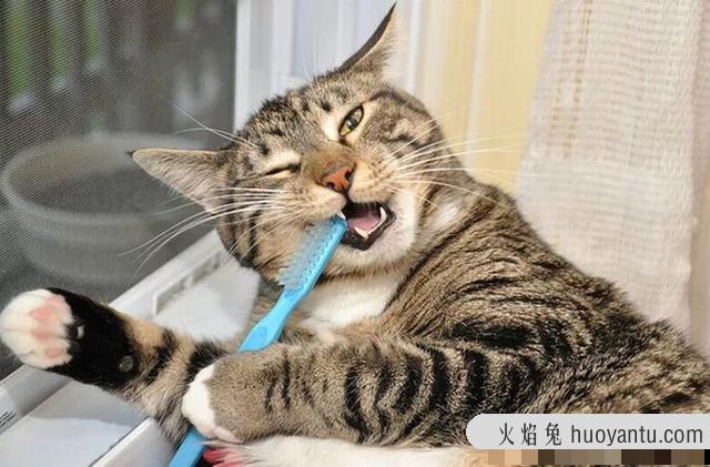 猫一般能活多少年(宠物猫一般能活多少年)