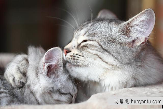 猫咪发烧最明显的症状是什么(猫咪发烧都有哪些症状)