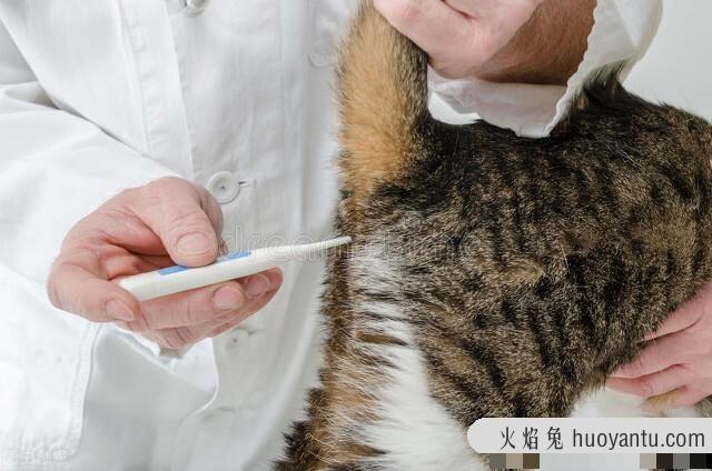 猫咪发烧最明显的症状是什么(猫咪发烧都有哪些症状)