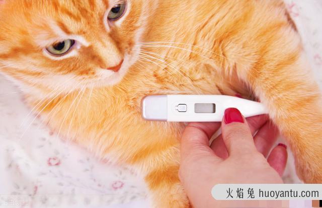 猫咪发烧最明显的症状是什么(猫咪发烧都有哪些症状)