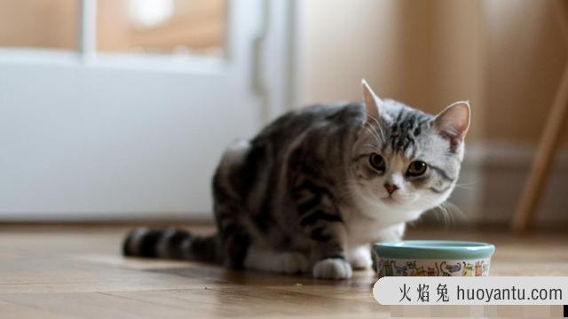 小猫不吃猫粮怎么办(两个月小猫不吃猫粮怎么办)