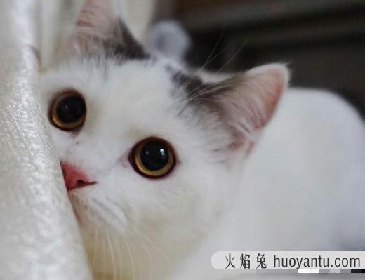 曼基康猫什么颜色最贵(曼基康猫什么颜色最贵 全灰色)