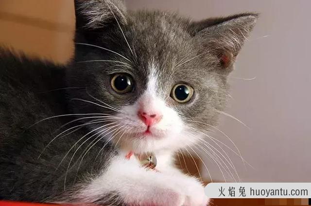 猫咪的胡须有什么作用(猫咪的胡须有什么作用?)