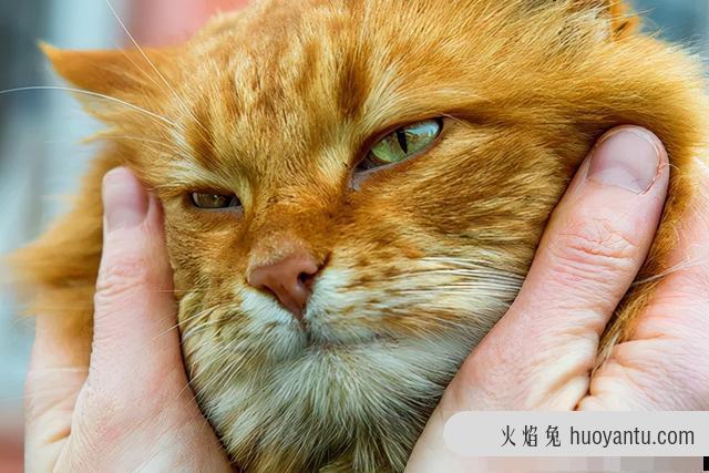 猫咪能活几年(正常猫咪能活几年)