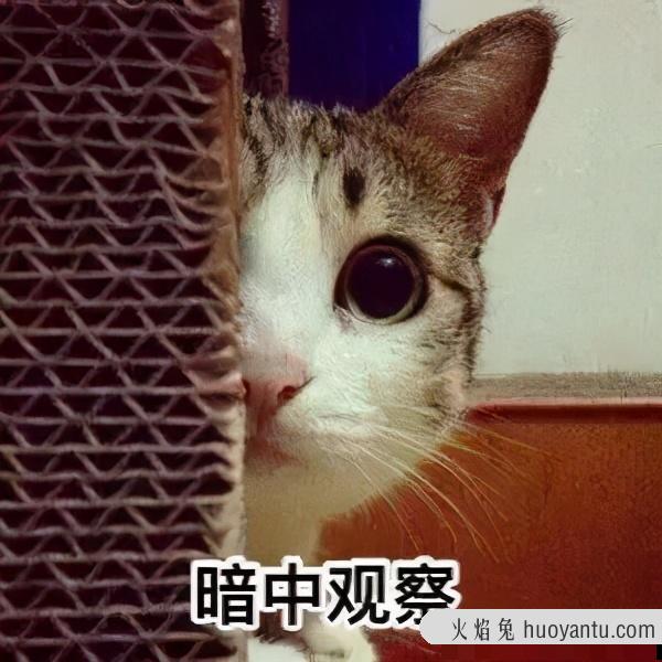 猫咪发情怎么缓解(家里猫咪发情了怎么办)