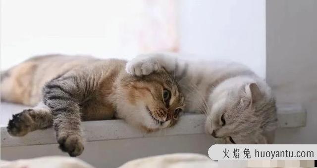 猫咪发情怎么缓解(家里猫咪发情了怎么办)