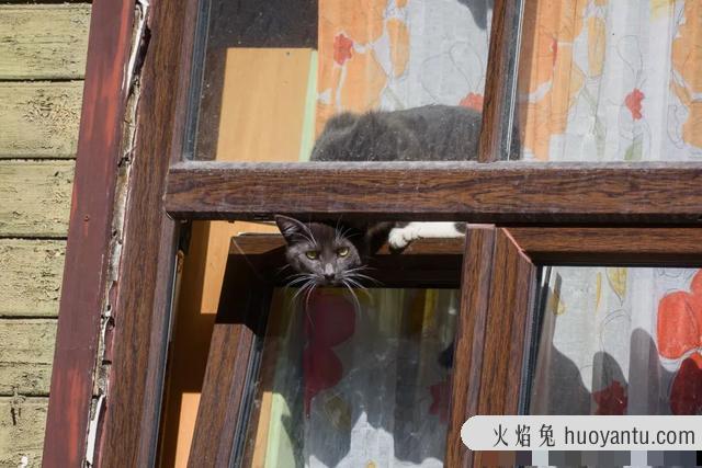 猫咪发情怎么缓解(家里猫咪发情了怎么办)