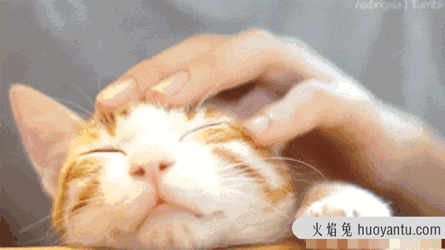 猫咪发情怎么缓解(家里猫咪发情了怎么办)