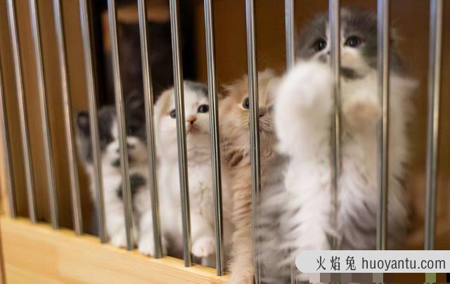 出售宠物猫上哪去卖呀(宠物猫在哪里可以卖)