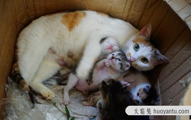 出售宠物猫上哪去卖呀(宠物猫在哪里可以卖)