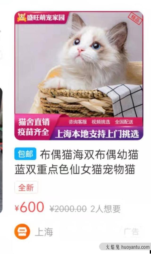 出售宠物猫上哪去卖呀(宠物猫在哪里可以卖)