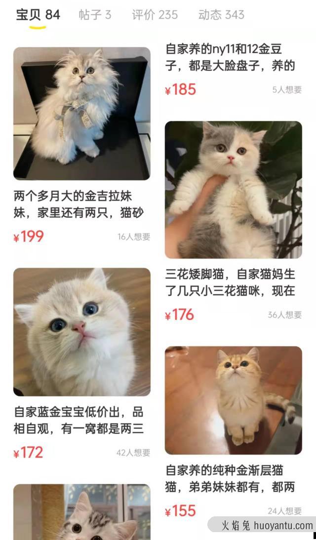 出售宠物猫上哪去卖呀(宠物猫在哪里可以卖)