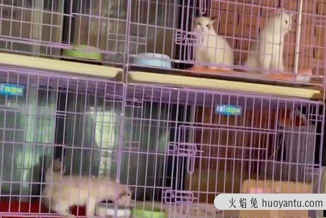 出售宠物猫上哪去卖呀(宠物猫在哪里可以卖)