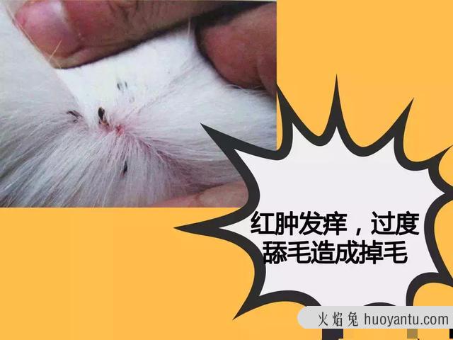 猫虱子跳到人身上怎么办(猫虱子怎么彻底去除最简单的方法)