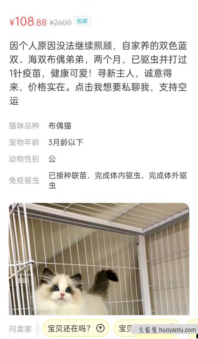 出售宠物猫上哪去卖呀(宠物猫在哪里可以卖)