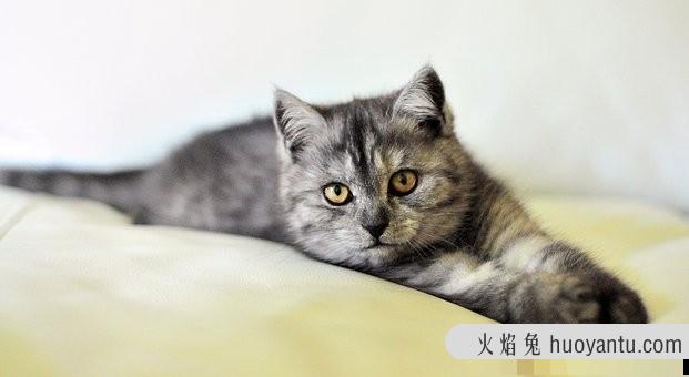 猫6岁相当于人多少岁(猫6岁相当于人几岁)