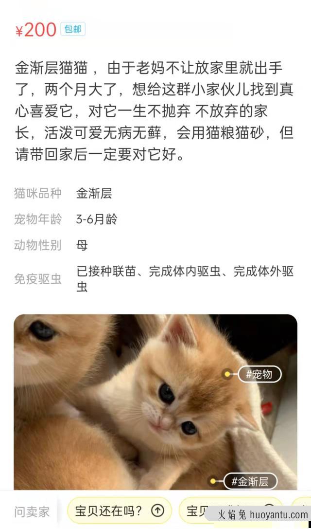 出售宠物猫上哪去卖呀(宠物猫在哪里可以卖)