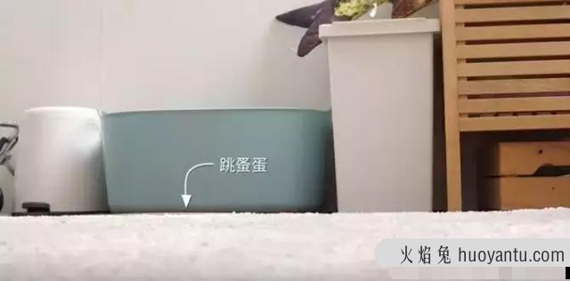 猫虱子跳到人身上怎么办(猫虱子怎么彻底去除最简单的方法)