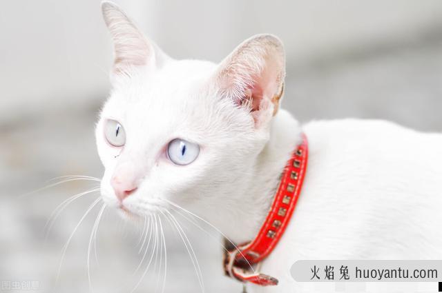 猫咪被咬伤怎么处理(猫咪被咬伤怎么处理发臭了)