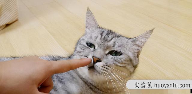 怎么训练猫咪听话(怎么训练猫咪听话叫它它就过来)