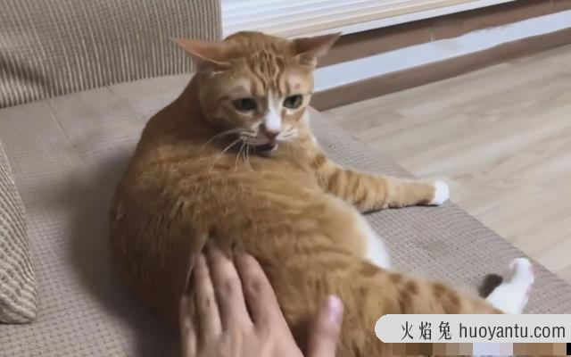 怎么训练猫咪听话(怎么训练猫咪听话叫它它就过来)