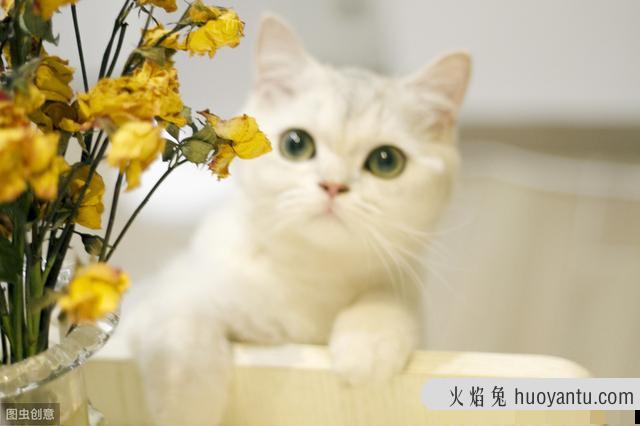 银渐层猫眼睛颜色对照(银渐层猫眼睛颜色对照图)