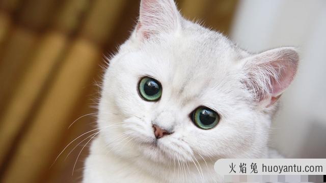 银渐层猫眼睛颜色对照(银渐层猫眼睛颜色对照图)