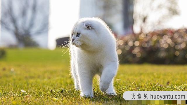 银渐层猫眼睛颜色对照(银渐层猫眼睛颜色对照图)