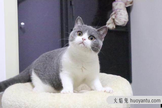 银渐层猫(银渐层猫图片)