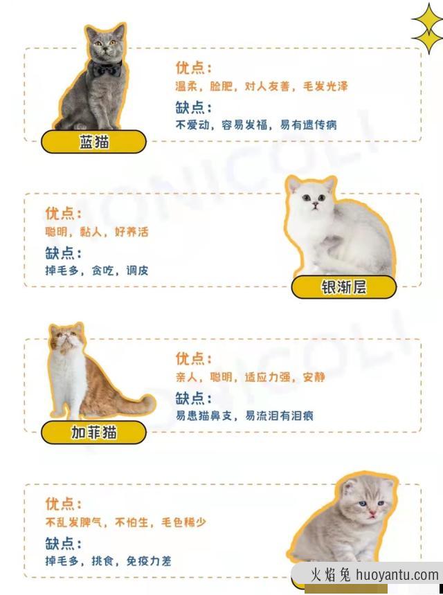 猫咪品种大全(猫咪品种大全及图片)