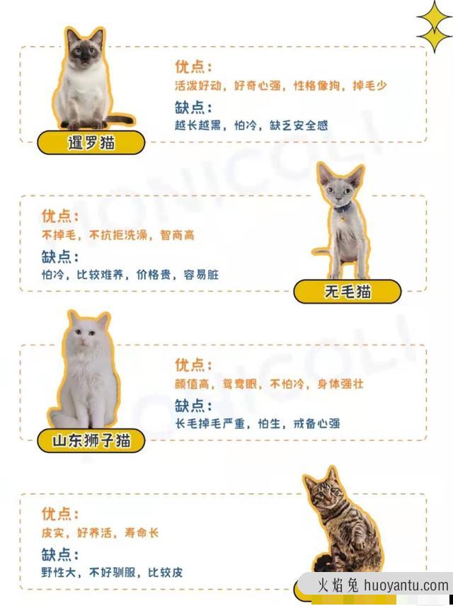 猫咪品种大全(猫咪品种大全及图片)