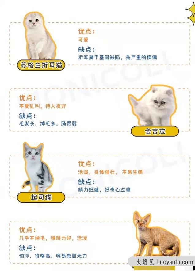 猫咪品种大全(猫咪品种大全及图片)