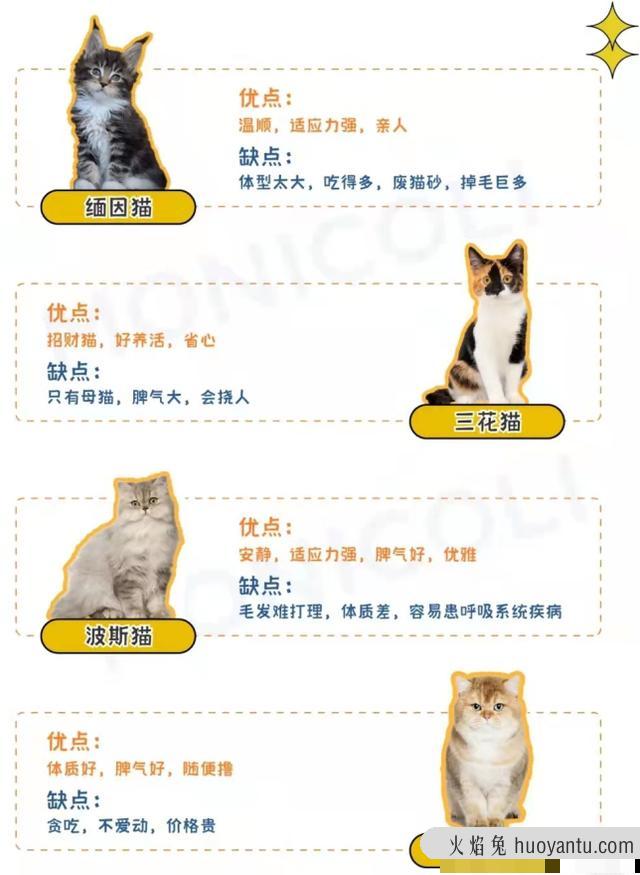 猫咪品种大全(猫咪品种大全及图片)