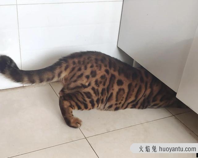 孟加拉豹猫好养吗(孟加拉豹猫智商)