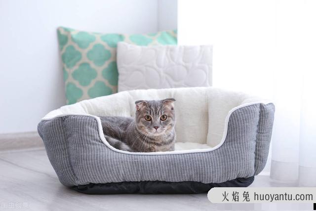 养猫的注意事项(养猫常识及注意事项)