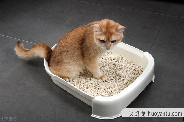 养猫的注意事项(养猫常识及注意事项)