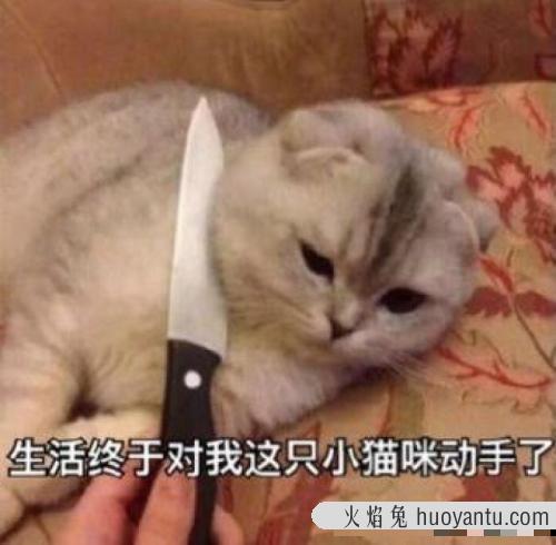 宠物猫多久洗一次澡(猫多久洗一次澡比较好)