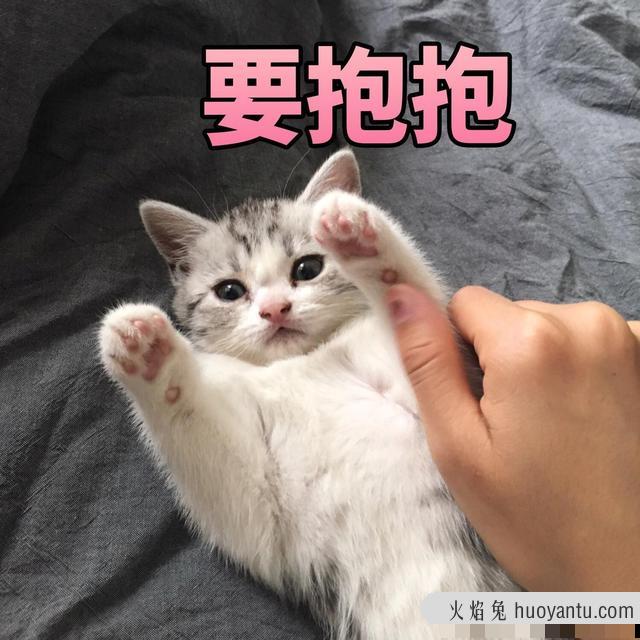 宠物猫多久洗一次澡(猫多久洗一次澡比较好)